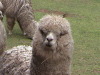 Awanakancha Llama, Alpaca, and Vicuna farm
