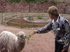 Awanakancha Llama, Alpaca, and Vicuna farm