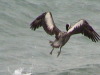 Pelicans - General San Martin/Pisco Peru harbour