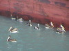Pelicans in Gatun Locks