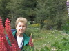 Inge in the Lupins in Tierra del Fuego National Park Ushuaia