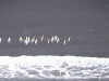 Adelie Penguins Gerlache Strait Antarctica
