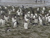 Bluff Cove Rock Hopper Penguins, Falklands