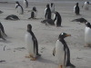 Bluff Cove Rock Hopper Penguins, Falklands