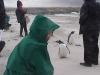 Inge and the Bluff Cove Rock Hopper Penguins, Falklands
