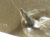 Jumping Salt Water Croc's Darwin