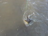 Jumping Salt Water Croc's Darwin